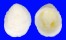 HIPPONICIDAE HIPPONIX ANTIQUATUS shell