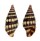 TURRIDAE PILSBRYSPIRA ALBOCINCTA shell