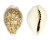 CYPRAEIDAE CYPRAEA DANI shell