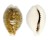 CYPRAEIDAE CYPRAEA DANI shell