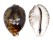 CYPRAEIDAE CYPRAEA TIGRIS shell