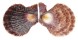 PECTINIDAE CHLAMYS SQUAMOSA shell