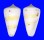 CONIDAE CONUS EBURNEUS shell