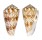 CONIDAE CONUS SULCOCASTANEUS shell