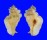 MURICIDAE PTERYNOTUS TRIPTERUS shell