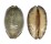 CYPRAEIDAE MAURITIA EGLANTINA shell