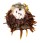 SPONDYLIDAE SPONDYLUS ECHINATUS ZONALIS shell