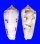 CONIDAE CONUS GUBERNATOR shell