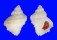 CORALLIOPHILIDAE CORALLIOPHILA EROSA shell