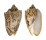 VOLUTIDAE CYMBIOLA VESPERTILIO shell
