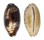 CYPRAEIDAE CHELYCYPRAEA TESTUDINARIA shell