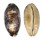 CYPRAEIDAE CHELYCYPRAEA TESTUDINARIA shell