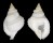 PERSONIDAE DISTORSIO VENTRICOSA shell