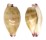 CYPRAEIDAE PURPURADUSTA MICRODON MICRODON shell