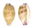 CYPRAEIDAE PURPURADUSTA MICRODON MICRODON shell