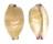 CYPRAEIDAE PURPURADUSTA MICRODON MICRODON shell
