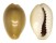 CYPRAEIDAE MONETARIA ANNULUS shell