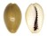 CYPRAEIDAE MONETARIA ANNULUS shell