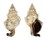 FASCIOLARIIDAE FASCIOLARIA TRAPEZIUM shell