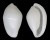 OVULIDAE CALPURNUS LACTEUS shell