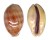 CYPRAEIDAE LYNCINA LEVIATHAN TITAN shell