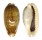 CYPRAEIDAE ERRONEA CAURICA ELONGATA FUSCOROSTRATA shell