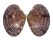 VENERIDAE PAPHIA SPECIES shell