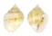 COLUMBELLIDAE EUPLICA DESHAYESI shell