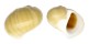 NATICIDAE NATICA ORIENTALIS shell