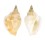 STROMBIDAE STROMBUS MINIMUS shell