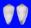 CONIDAE CONUS NANUS shell