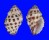 MURICIDAE MORULA UVA shell