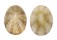 LIOTIIDAE PATELLOIDA PYGMAEA shell