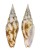 MITRIDAE SUBCANCILLA INTERLIRATA shell