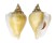 STROMBIDAE LAEVISTROMBUS TURTURELLA shell