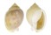 CASSIDAE SEMICASSIS BISULCATA PERSIMILIS shell