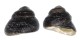 TROCHIDAE CHLOTOSTOMA ARGYROSTOMA shell