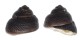 TROCHIDAE CHLOTOSTOMA ARGYROSTOMA shell