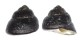 TROCHIDAE CHLOTOSTOMA ARGYROSTOMA shell