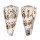 CONIDAE CONUS IMPERIALIS shell