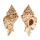 MURICIDAE CHICOMUREX PSEUDOSUPERBUS shell