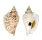 STROMBIDAE STROMBUS VARIABILIS shell