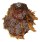 SPONDYLIDAE SPONDYLUS REEVEI shell
