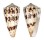CONIDAE CONUS NICOBARICUS shell