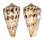 CONIDAE CONUS NICOBARICUS shell