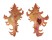 MURICIDAE CHICOREUS NOBILIS shell