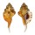 RANELLIDAE RANULARIA TESTUDINARIUM shell