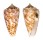 CONIDAE CONUS PROXIMUS CEBUENSIS shell
