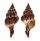 FASCIOLARIIDAE LATIRUS PEARSONI shell