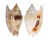 STROMBIDAE STROMBUS BULLA shell